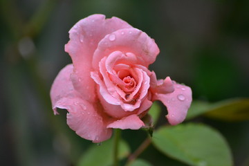 Rose close up in the garden