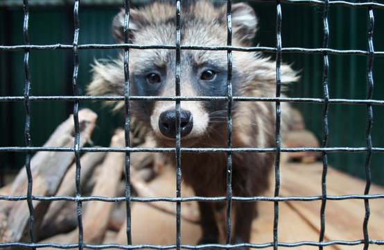 Raccoon dog  in a zoo cage