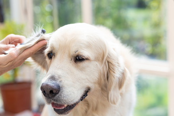Combing head of Golden  Retriever Dog.