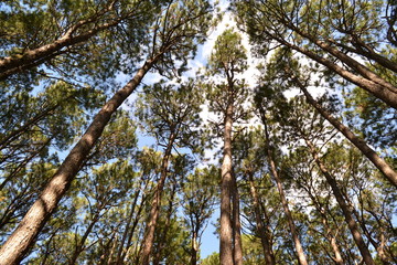 Obraz premium Looking up through the trees