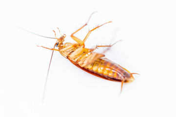Cockroaches lying on their backs on a white background.