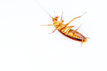 Cockroaches lying on their backs on a white background.