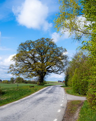 A majestic oak tree stands next to an empty rural country side road, giving a tranquil feel, in the southern part of Sweden called Skåne (Scania)