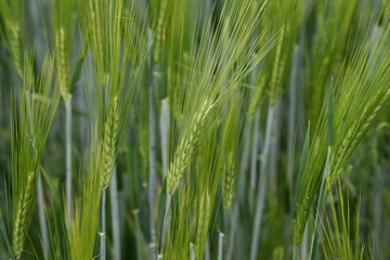 Green winter crops in the fields began to spike
