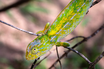 Chamäleon im Regenwald von Madagaskar