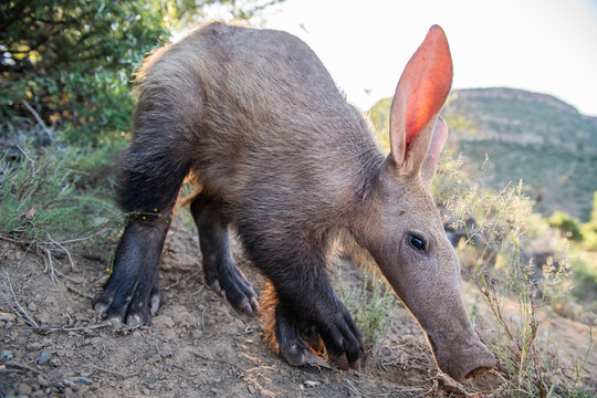 Aardvark feeding during the late afternoon in winter