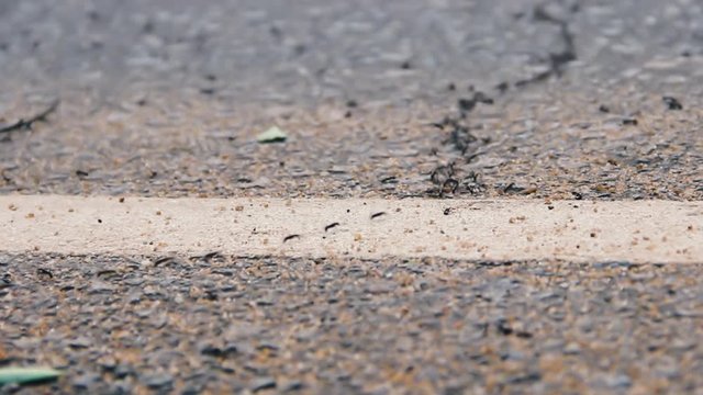 Column of legionary ants crosses the paved road. Rain forests in southern Sri Lanka. Army Ant Syndrome and compulsory community service. Sound: birds singing in jungle and noise of cars
