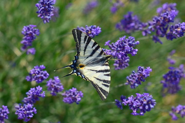 butterfly on lavender flower