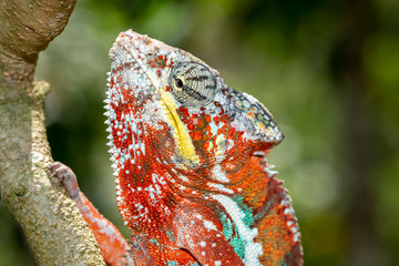 Chamäleon im Regenwald von Madagaskar