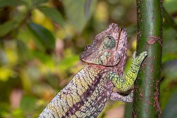 Chamäleon im Regenwald von Madagaskar