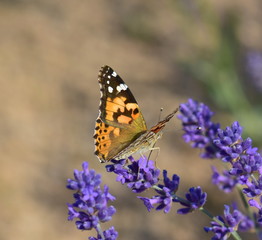 butterfly on flower