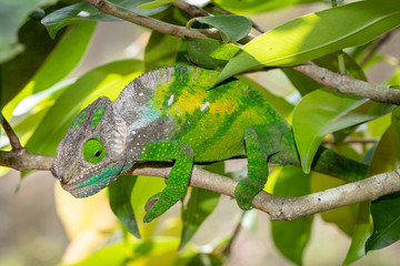 Chamäleon im Regenwald von Madagaskar