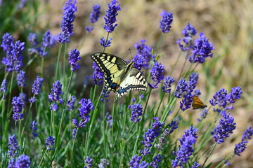 butterfly on lavender flower