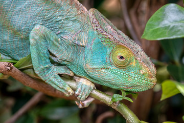 Chamäleon im Regenwald von Madagaskar