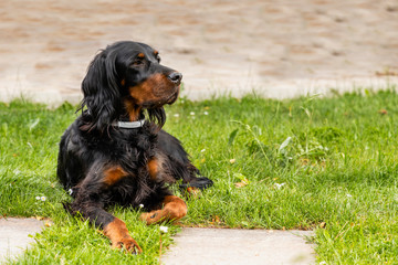 Eine Gordon Setter Hündin liegt seitlich im Gras bei Sonnenlicht.