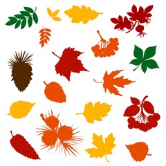 Obraz premium Autumn fallen leaf colour silhouettes with forest tree fruits, berries and pinecones. Fall nature season vector design of maple foliage, chestnut and birch, rowan, viburnum, briar and pine branches