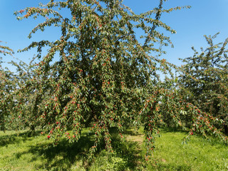 Prunus cesarus | Cerisier ou griottier aux branches garnies de drupes ou cerises rouges de la vallée d'Eggen dans le Margräflerland en Allemagne du sud