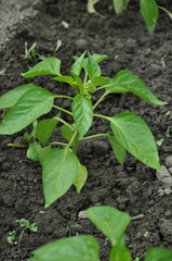 seedlings of sweet pepper. Planting  seedlings of bell pepper in soil.