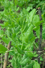 Closeup of young pea seedlings in row. Juicy green seedlings of young peas growing