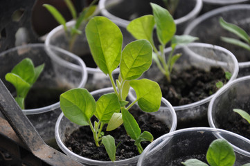 eggplant seedlings