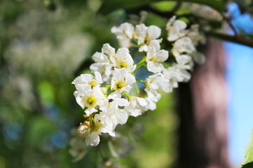 blossom in garden 