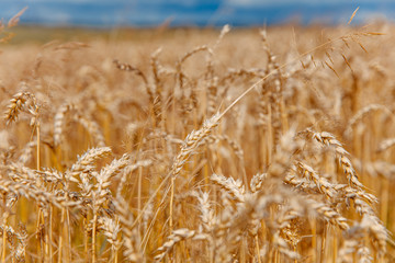 Fototapeta premium Close up of ears of wheat with blur background of blue sky during summer season. Natural wallpaper of golden field. Harvesting concept.
