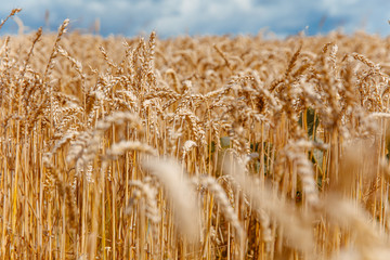 Fototapeta premium Natural wallpaper of organic ears of wheat with blue sky during sunny days. Beautiful rural landscape. Concept of agriculture.