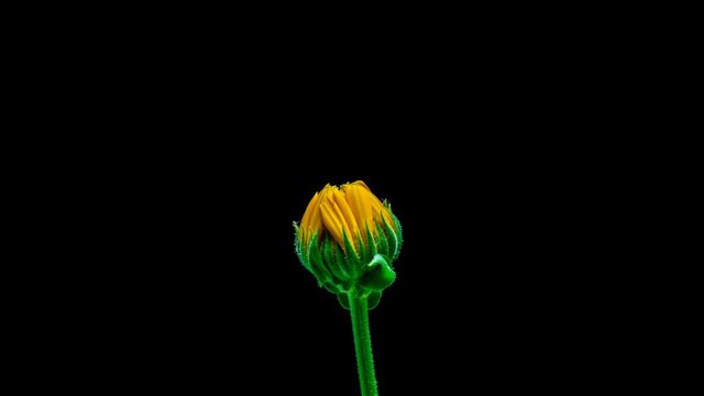 marigold flower blossom head opening time lapse
