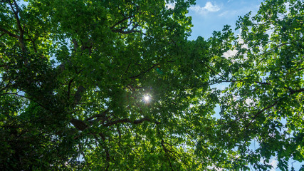 Raggi di sole che spuntano tra le foglie della grande quercia in primavera
