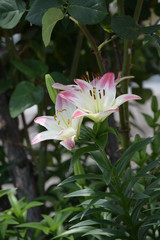 Fototapeta premium 百合の花