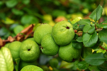 Young green quince fruit growing on the branch