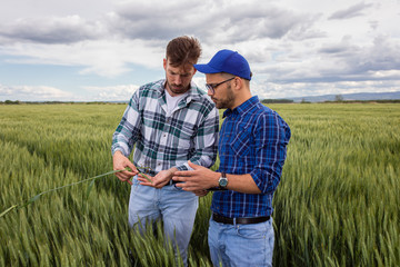 Two farmers standing in green wheat field examining crop during the day.