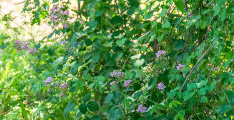 Obraz premium Fiori selvatici in primavera