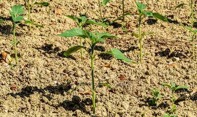 Piante dei girasoli nel campo a maggio