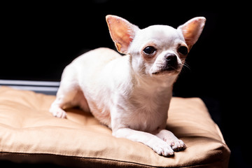 Chihuahua cream dog lying on a beige pillow looks warily to the side against a black background. Horizontal orientation.