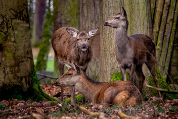 three doe deear resting in the forest