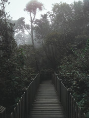 bridge in the forest