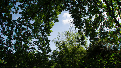 Scorcio del cielo dalla boscaglia in primavera