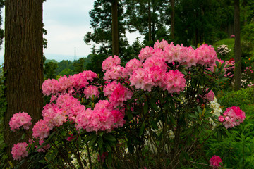 大山のシャクナゲ