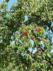 (Prunus cesarus) Branches du cerisier ou griottier garnies de cerises en cours de maturation
