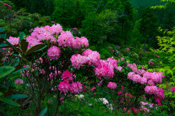 大山のシャクナゲ