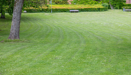 green grass in a park with a bench in denmark