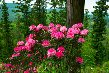 大山のシャクナゲ