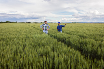 Two farmers standing in green wheat field examining crop during the day.