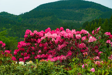 大山のシャクナゲ