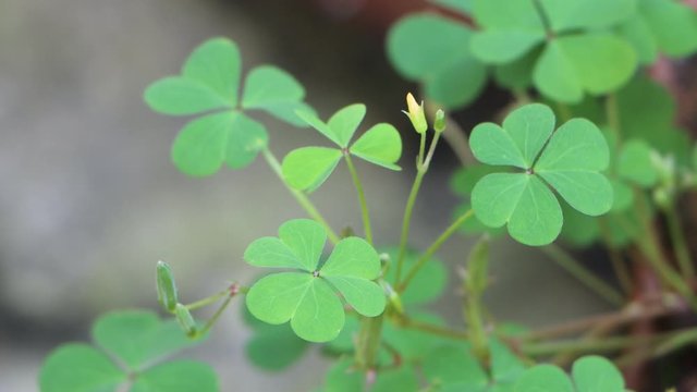 Three leaf oxalis or wood sorrel