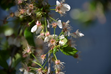 in the spring the cherry blossomed in the garden and the small cherry fruits began to ripen