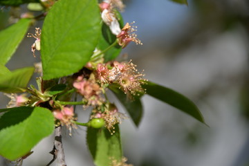in the spring the cherry blossomed in the garden and the small cherry fruits began to ripen