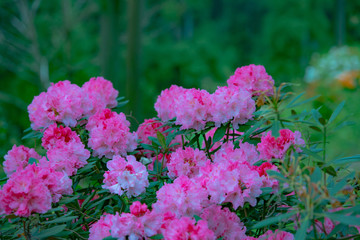 大山のシャクナゲ