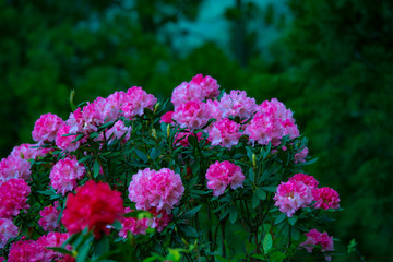 大山のシャクナゲ